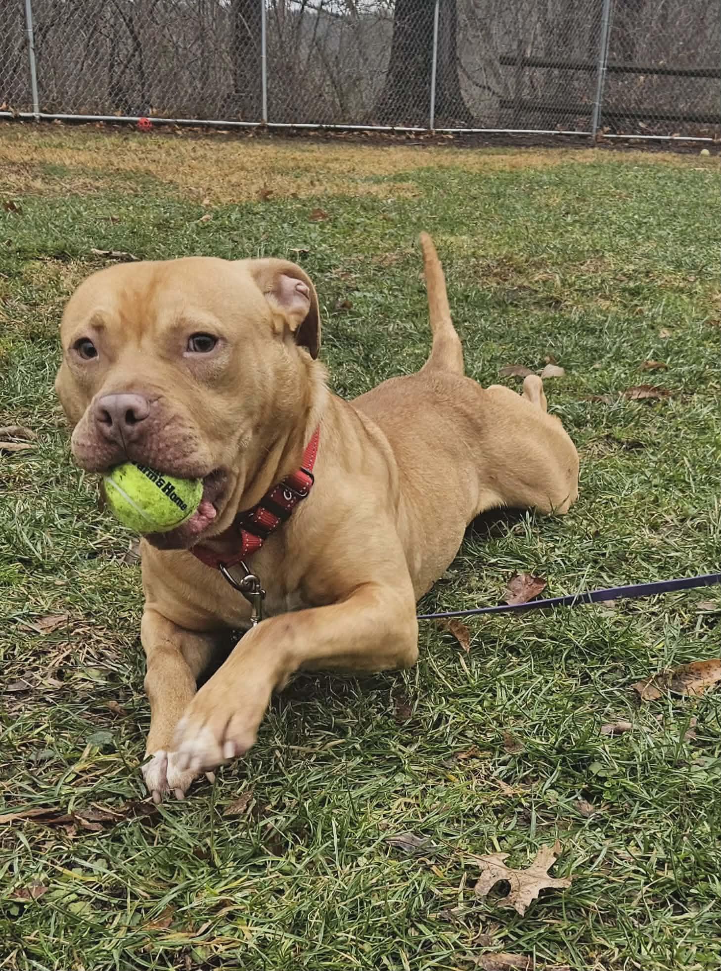 Enlarge Hank, a ADOPTABLE mixed breed in New Castle, PA image 2/6