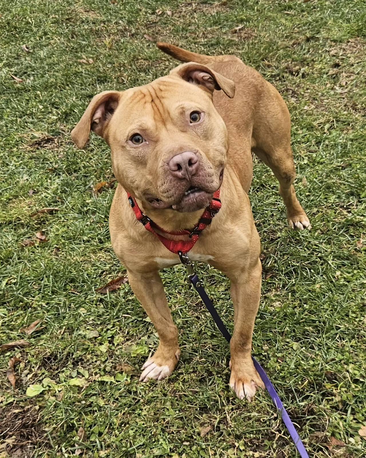 Enlarge Hank, a ADOPTABLE mixed breed in New Castle, PA image 1/6