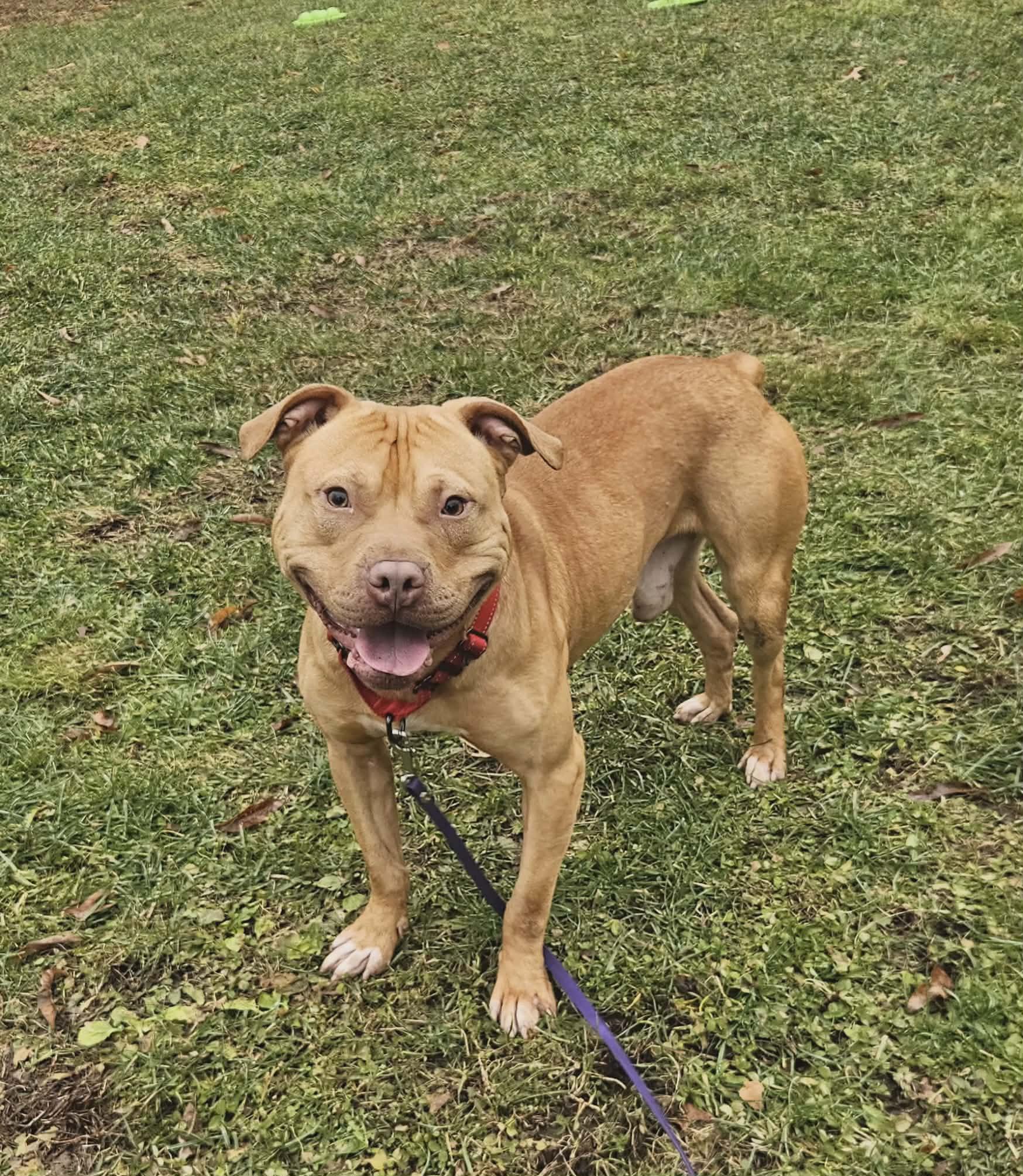 Enlarge Hank, a ADOPTABLE mixed breed in New Castle, PA image 6/6
