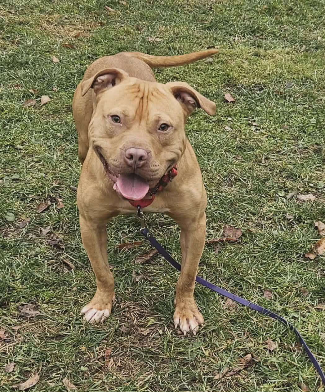 Enlarge Hank, a ADOPTABLE mixed breed in New Castle, PA image 4/6