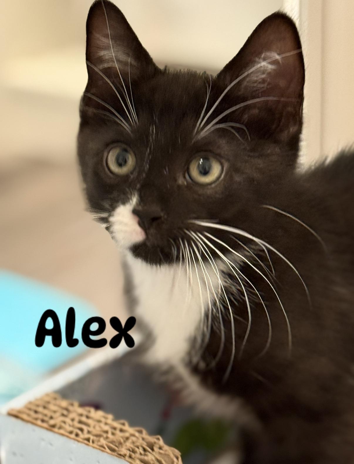 Alex, ADOPTABLE, Kitten Male Domestic Short Hair.