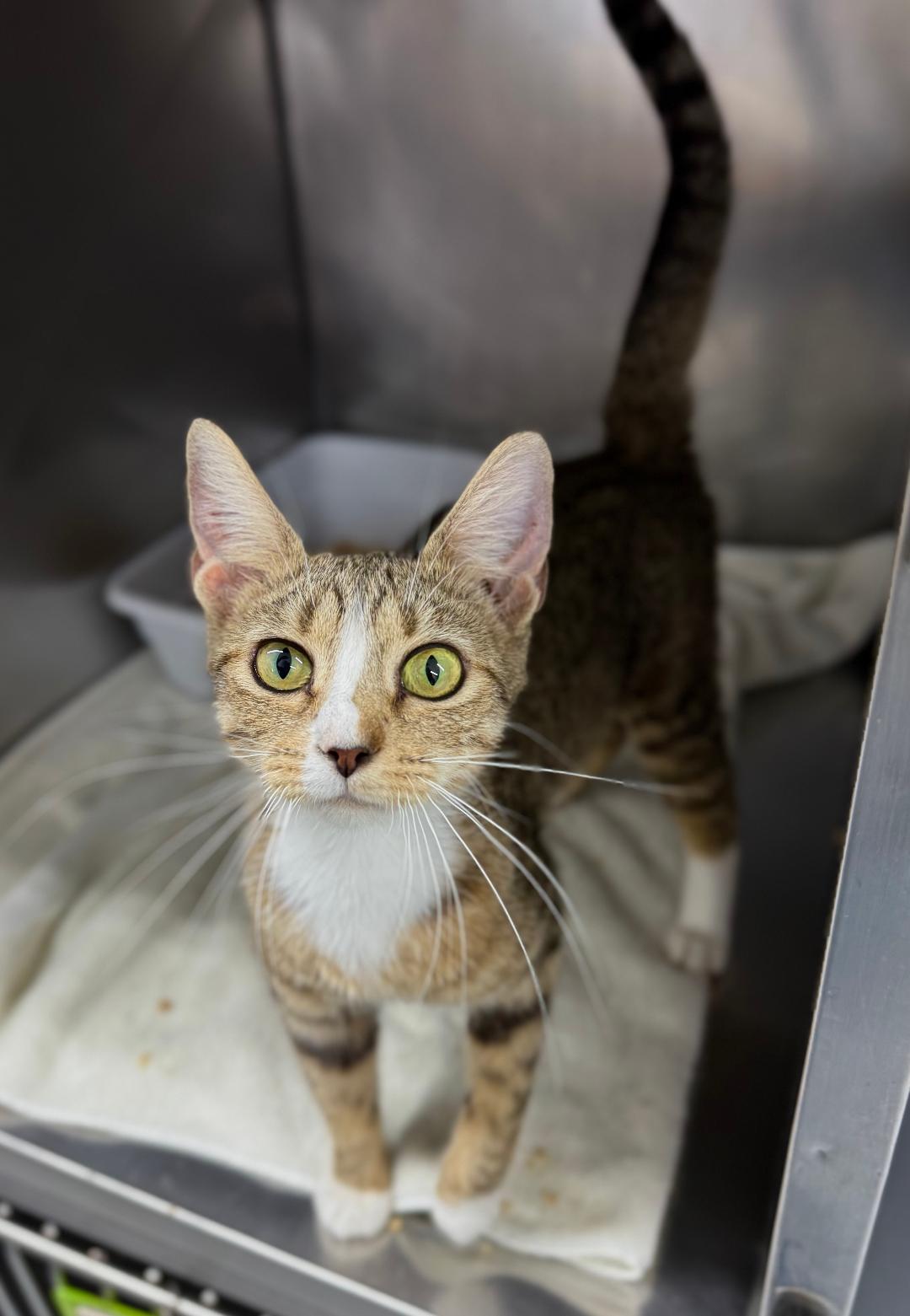 Oriole, ADOPTABLE, Young Female Domestic Short Hair.