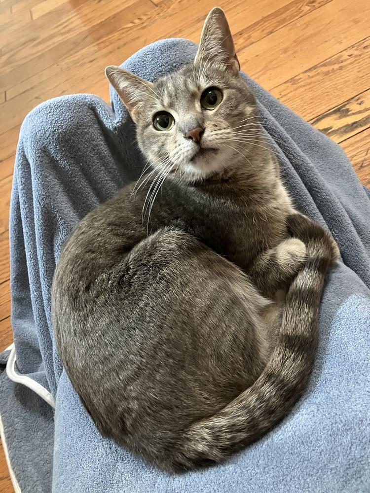 Enlarge Lady Jane (Magnolia dr), a Adoptable Domestic Short Hair in Little Rock, AR image 1/4