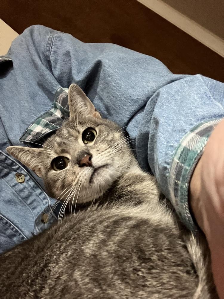 Enlarge Lady Jane (Magnolia dr), a Adoptable Domestic Short Hair in Little Rock, AR image 2/4