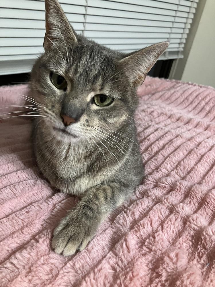 Enlarge Lady Jane (Magnolia dr), a Adoptable Domestic Short Hair in Little Rock, AR image 3/4