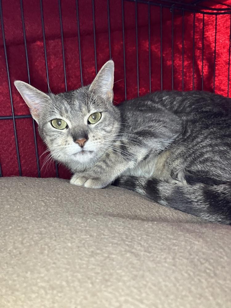 Enlarge Lady Jane (Magnolia dr), a Adoptable Domestic Short Hair in Little Rock, AR image 4/4