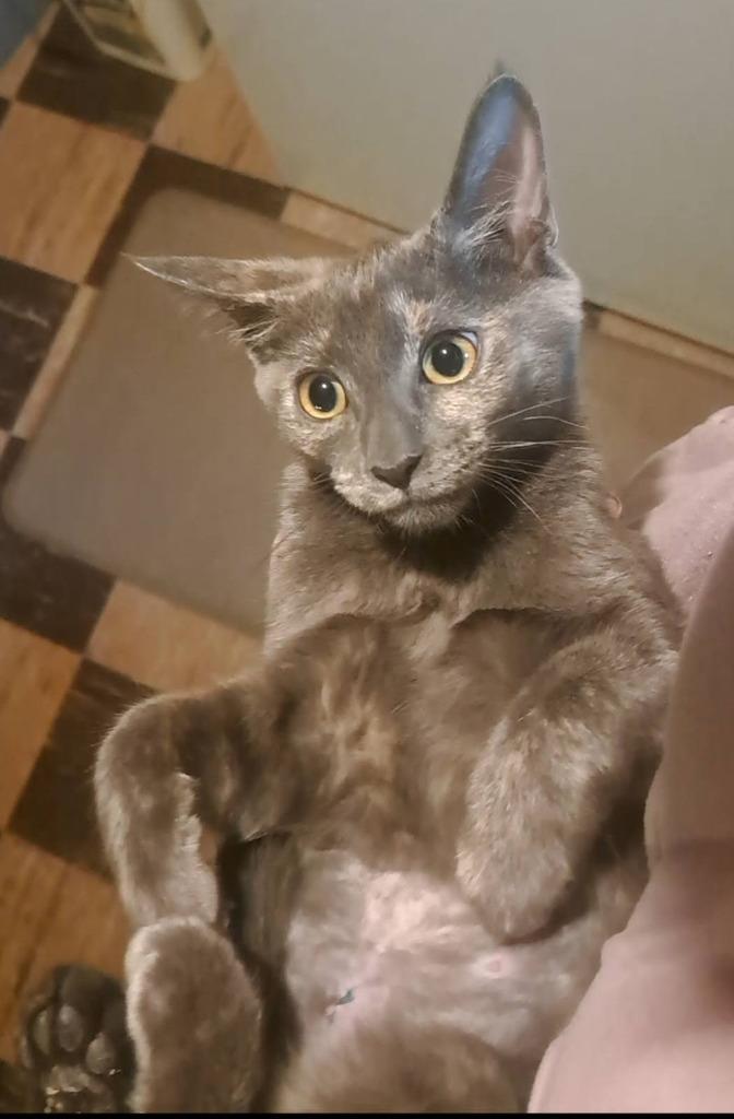 Crackle, Adoptable, Young Female Domestic Short Hair.