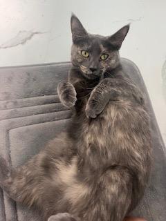 Enlarge Crackle, a Adoptable mixed breed in Parkville, MD image 2/6