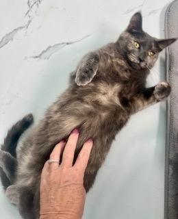 Enlarge Crackle, a Adoptable mixed breed in Parkville, MD image 3/6