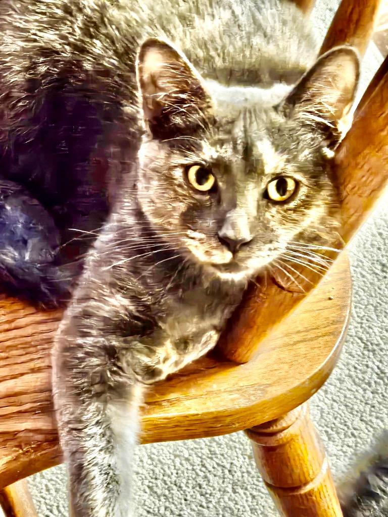 Enlarge Crackle, a Adoptable mixed breed in Parkville, MD image 4/6