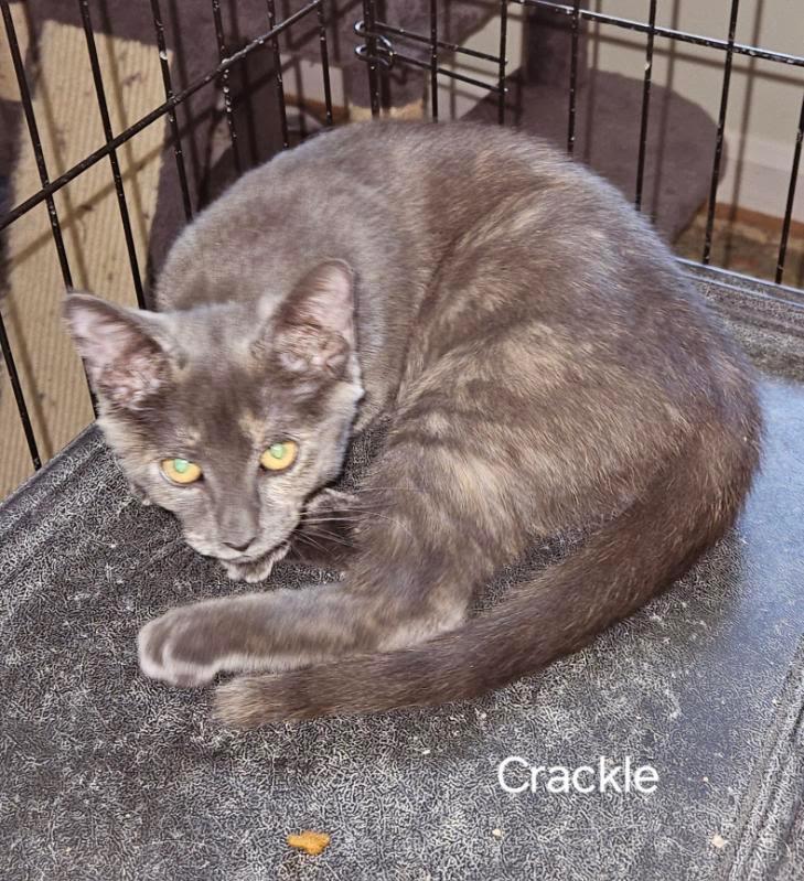 Enlarge Crackle, a Adoptable mixed breed in Parkville, MD image 5/6