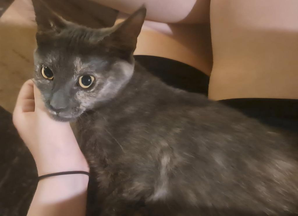 Enlarge Crackle, a Adoptable mixed breed in Parkville, MD image 6/6