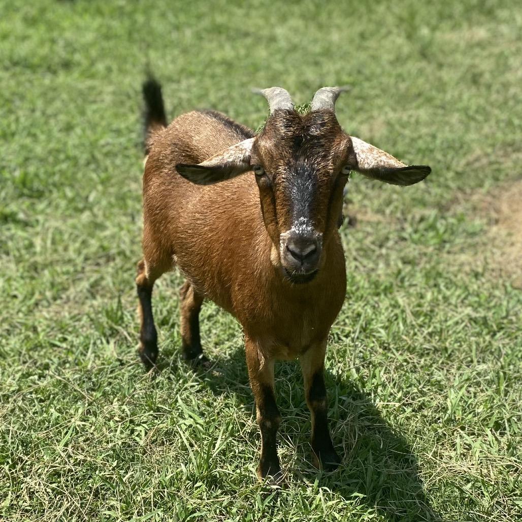 Rusty, Adult Female unknown