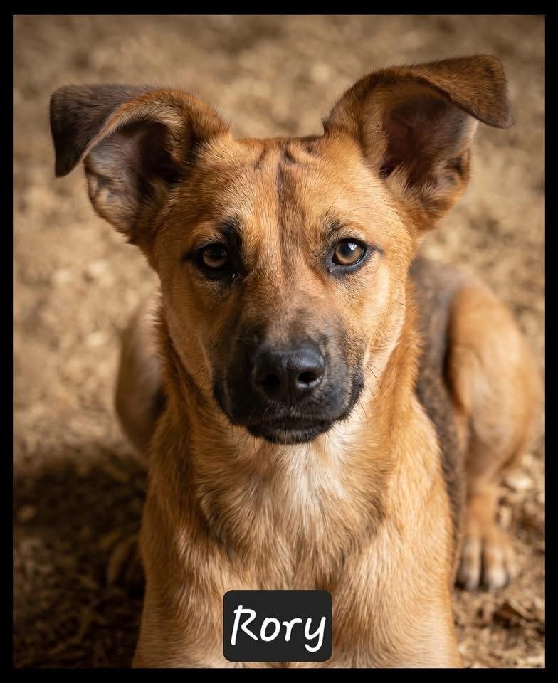 Rory, a ADOPTABLE mixed breed in Granbury, TX image 1/2