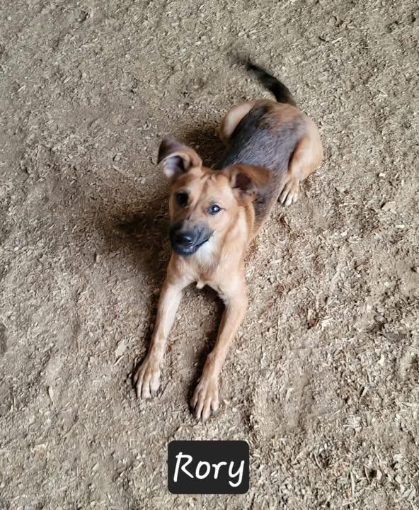 Rory, a ADOPTABLE mixed breed in Granbury, TX image 2/2