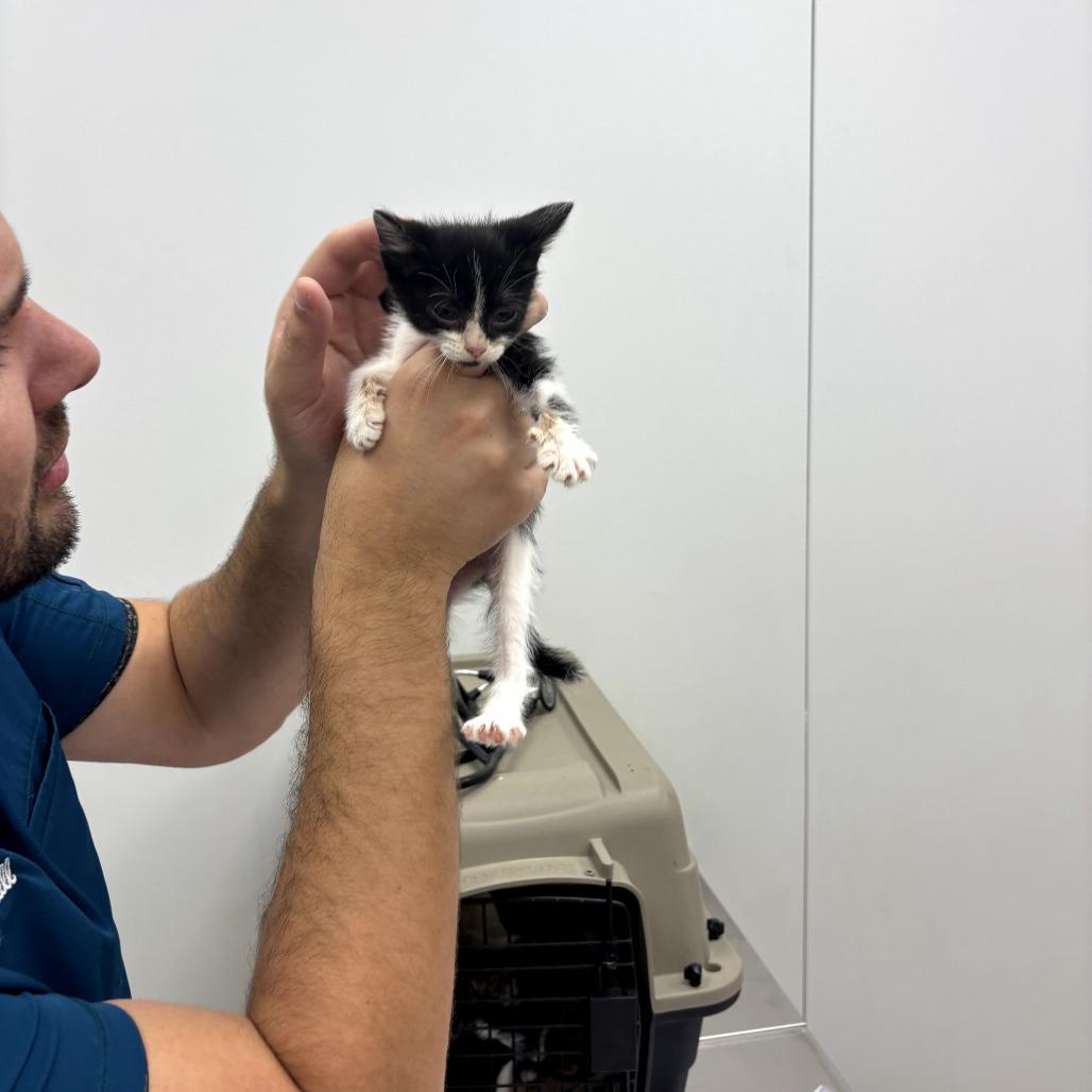 Amelia, Adoptable, Kitten Female Domestic Short Hair.