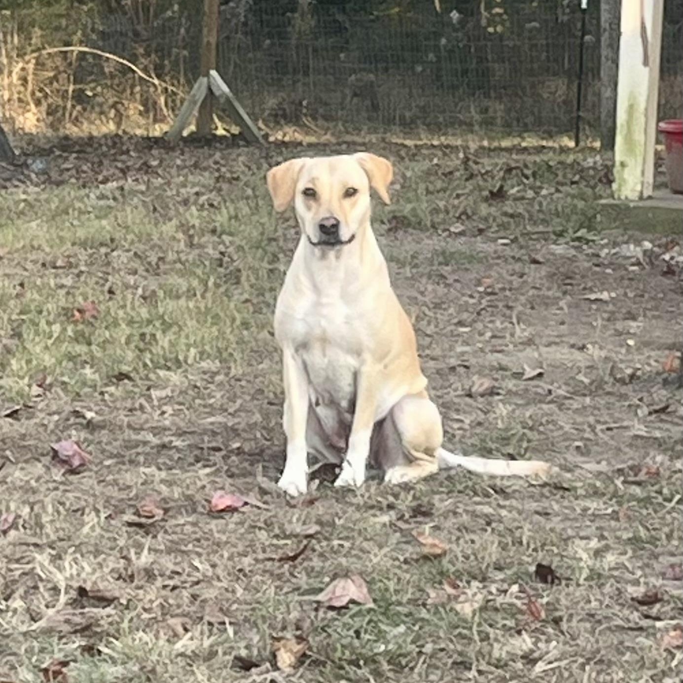 Enlarge Camille, a Adoptable mixed breed in Brewton, AL image 3/5