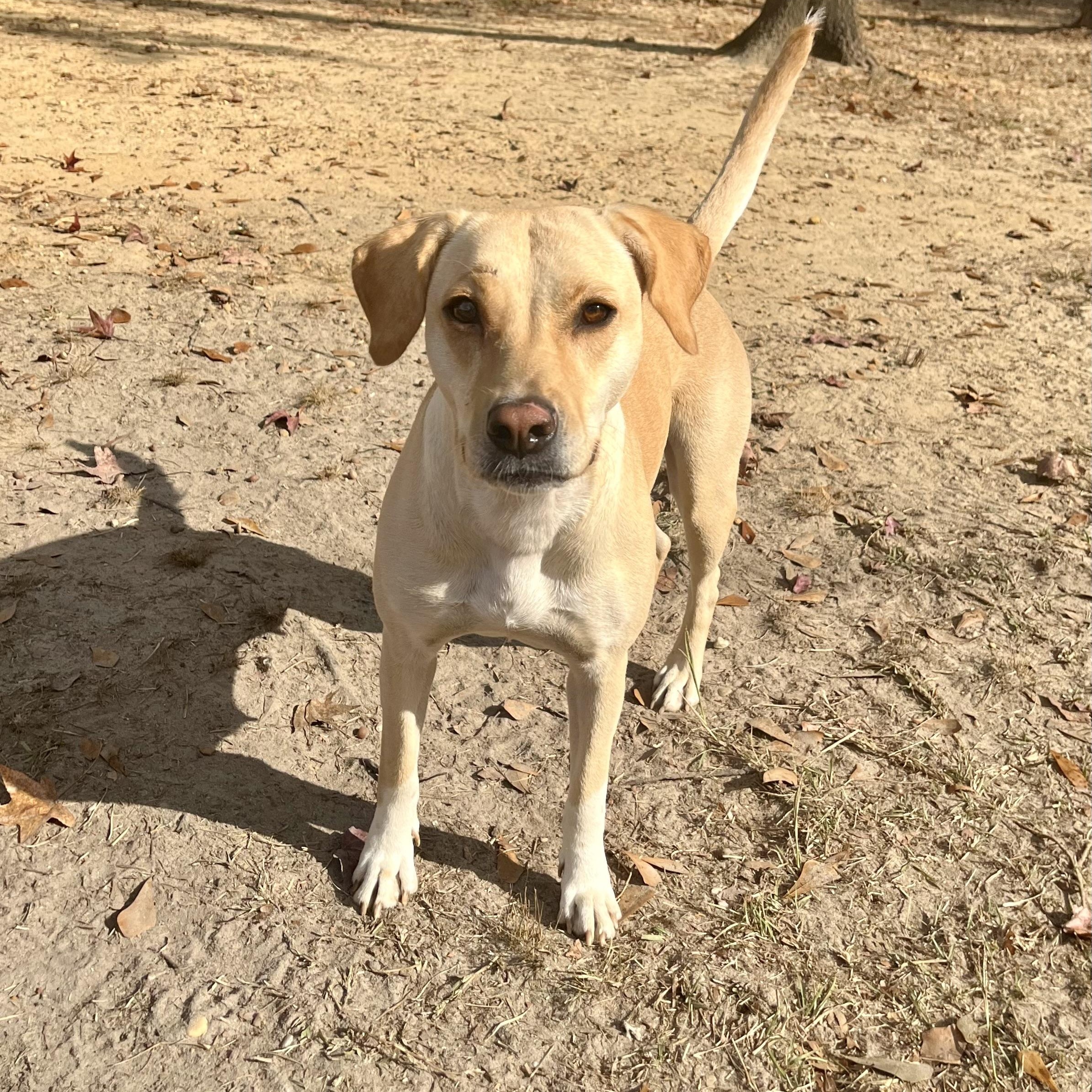 Enlarge Camille, a Adoptable mixed breed in Brewton, AL image 4/5