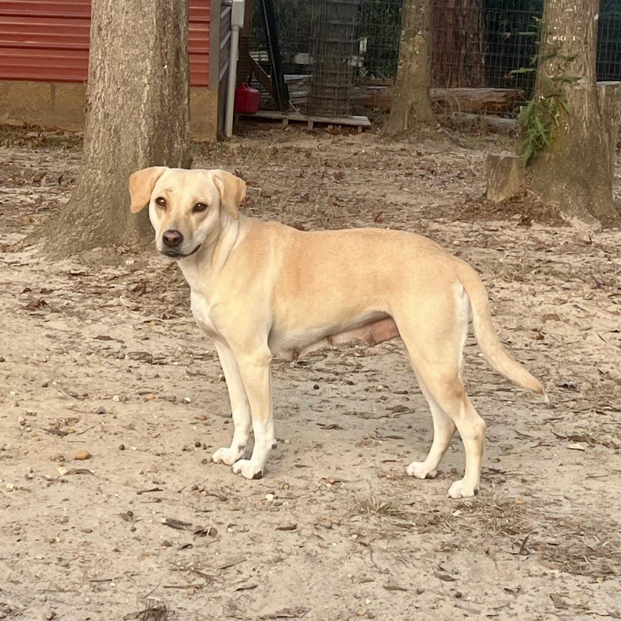 Enlarge Camille, a Adoptable mixed breed in Brewton, AL image 2/5