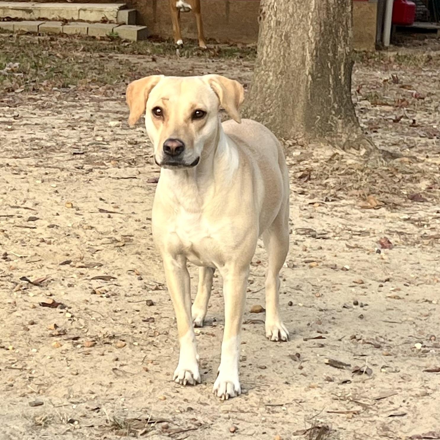 Enlarge Camille, a Adoptable mixed breed in Brewton, AL image 1/5