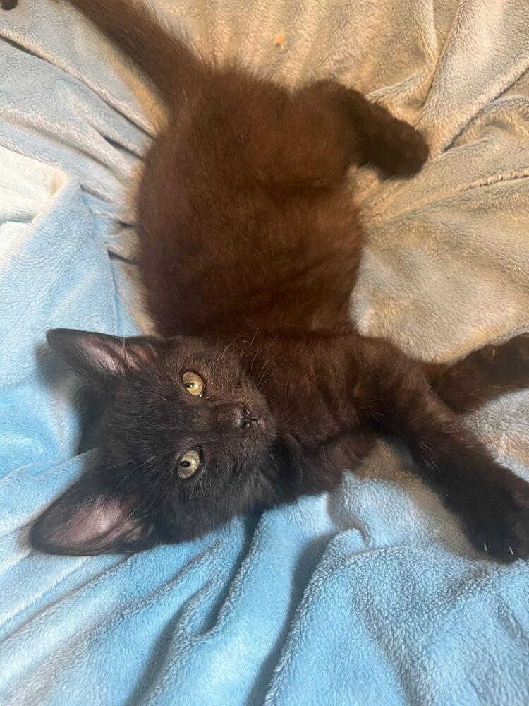 Tiger lily, Adoptable, Kitten Female Domestic Short Hair.