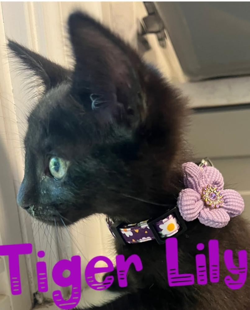 Enlarge Tiger lily, a Adoptable Domestic Short Hair in Kannapolis, NC image 2/3
