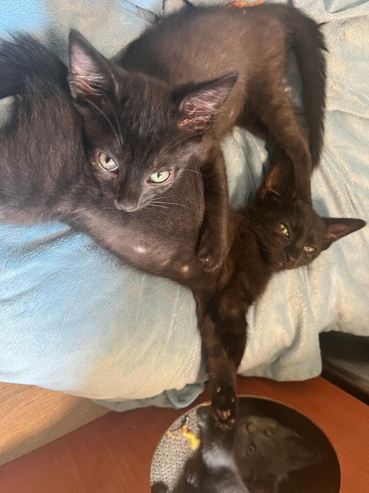 Enlarge Tiger lily, a Adoptable Domestic Short Hair in Kannapolis, NC image 3/3