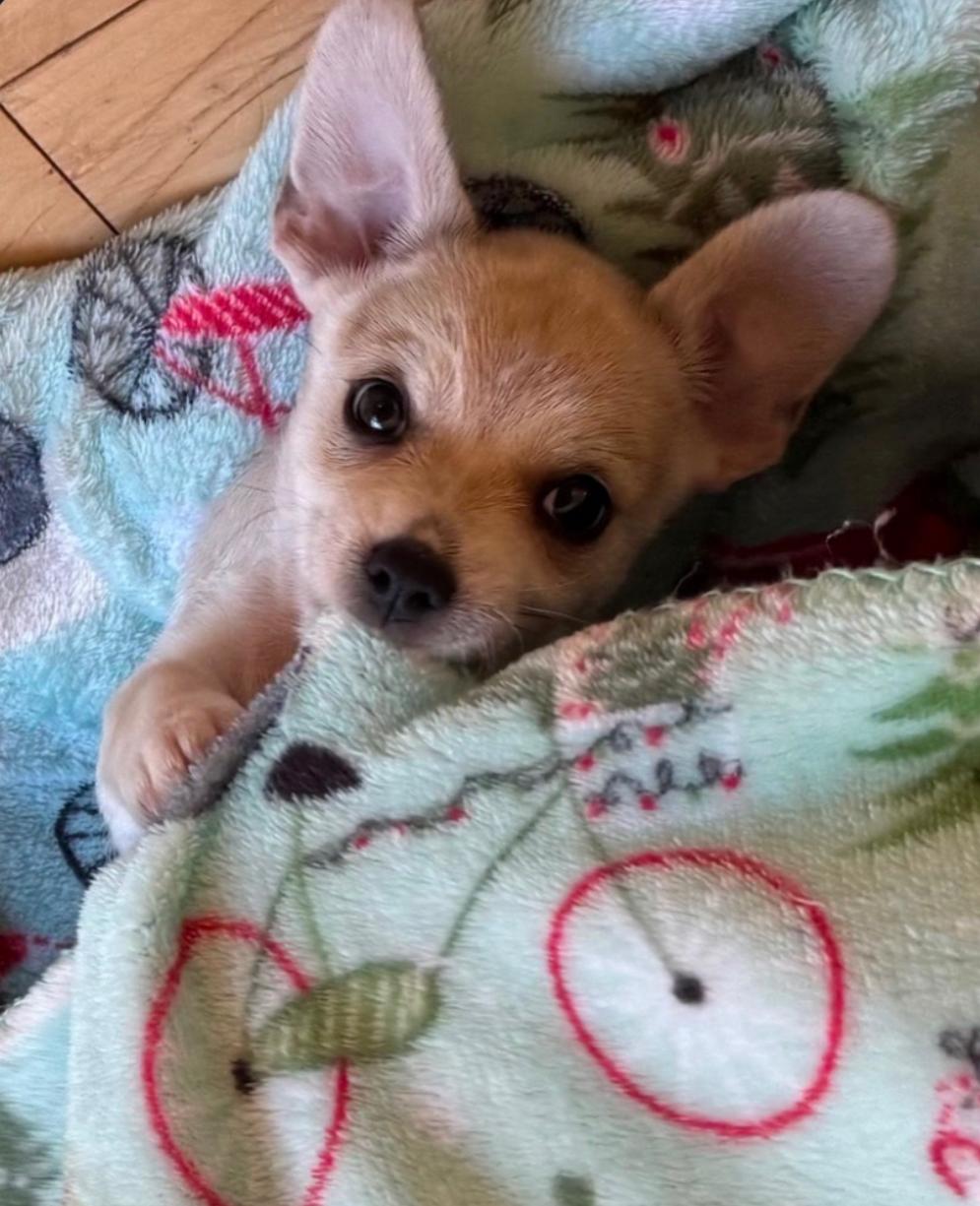 26Pepe, Adopted, Puppy Male Chihuahua & Terrier.