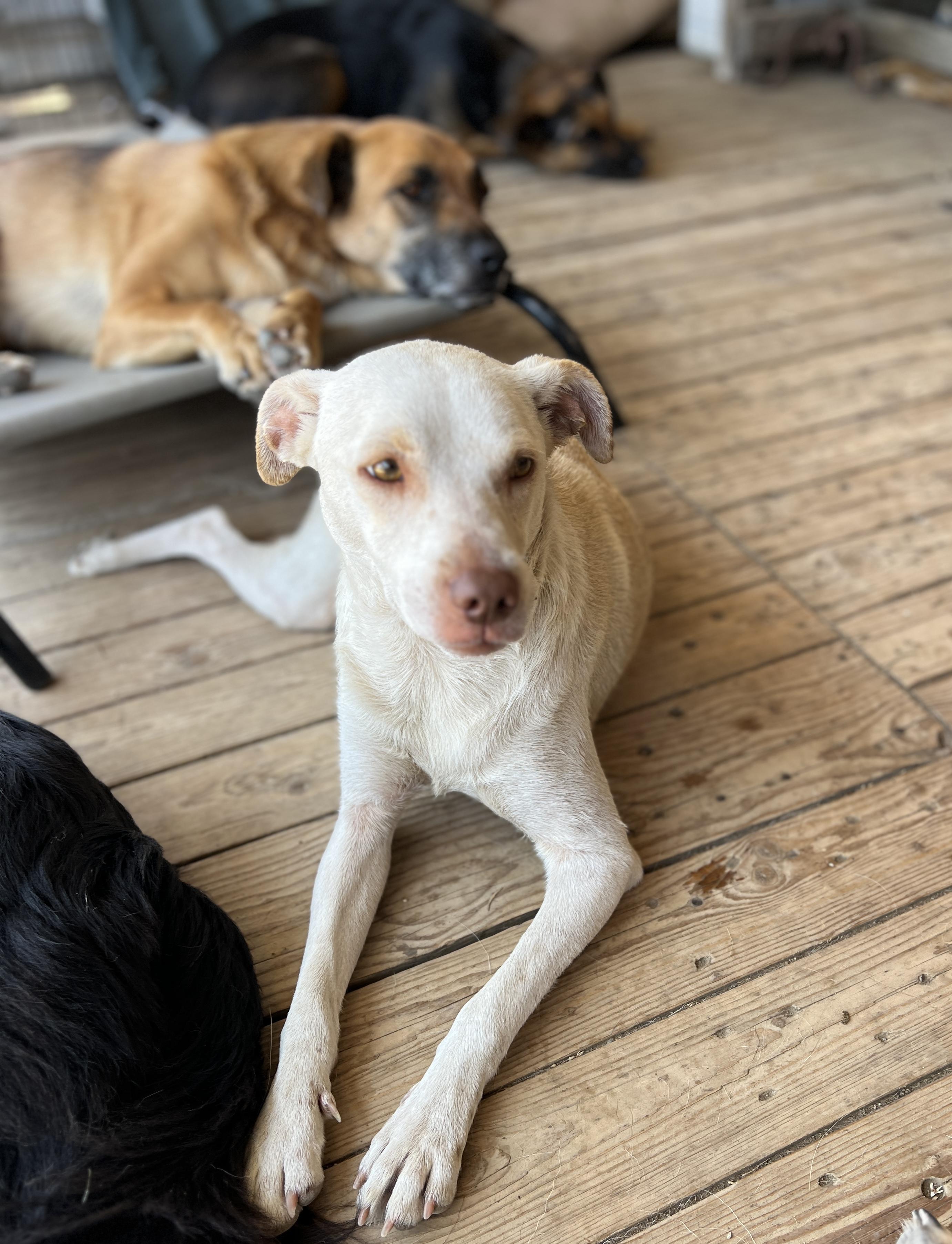 Honey, Adoptable, Young Female Terrier & Chihuahua.