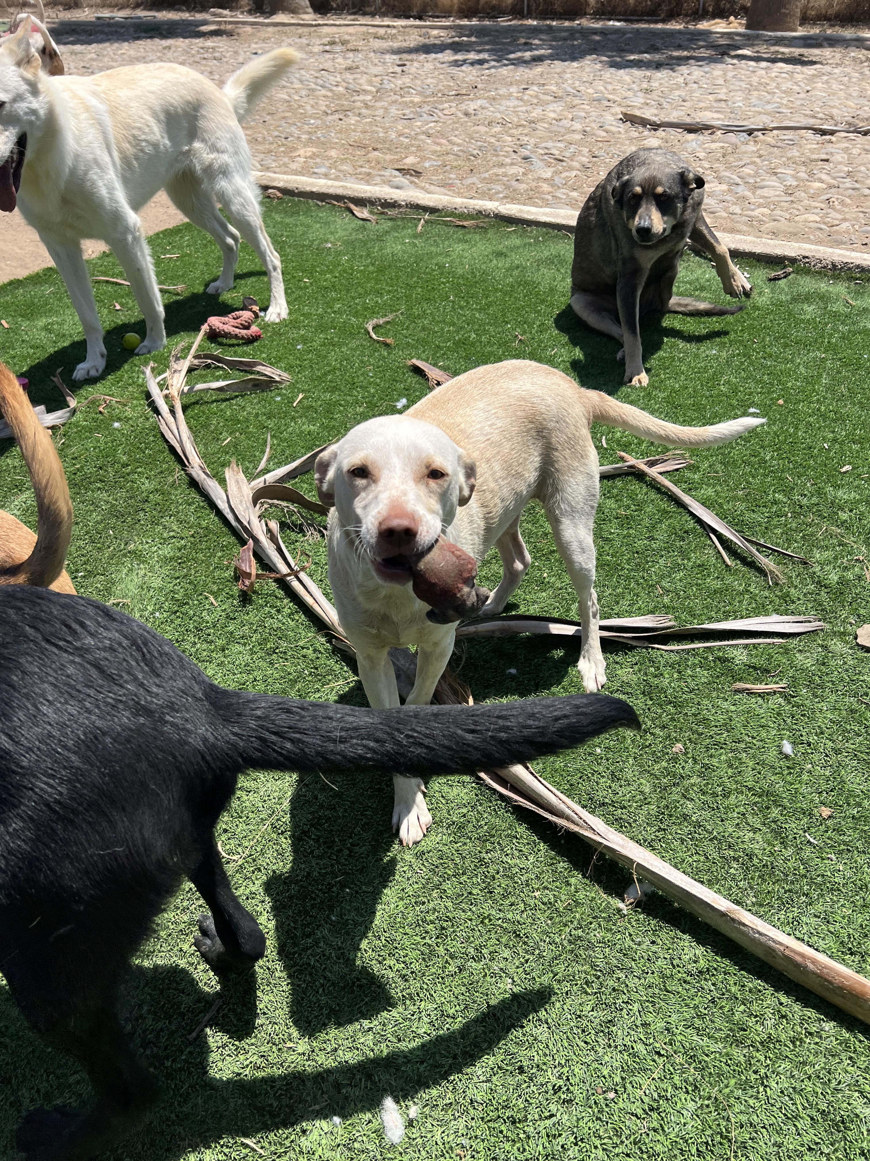 Enlarge Honey, a Adoptable mixed breed in Denver, CO image 5/5