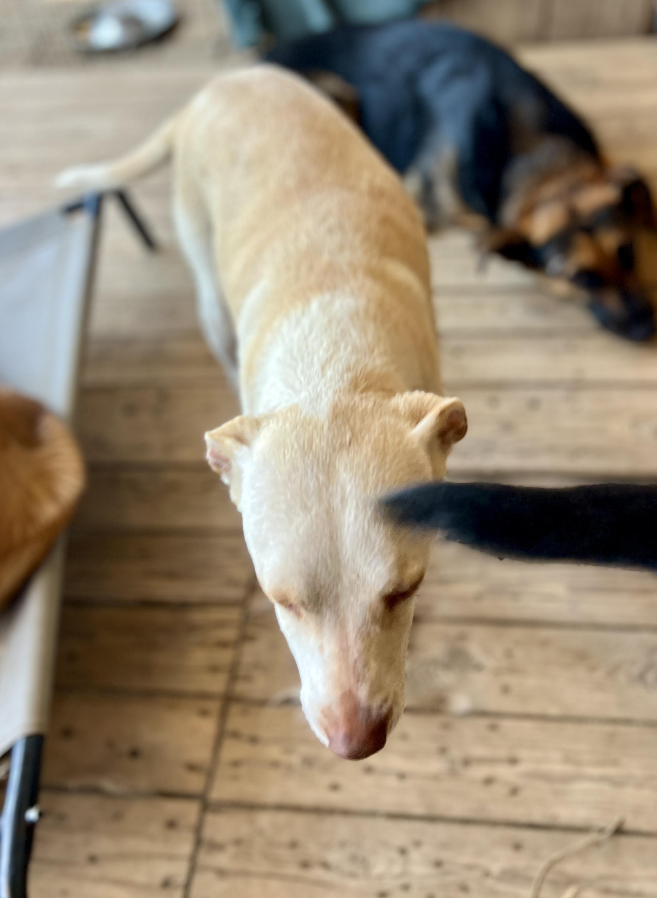 Enlarge Honey, a Adoptable mixed breed in Denver, CO image 2/5