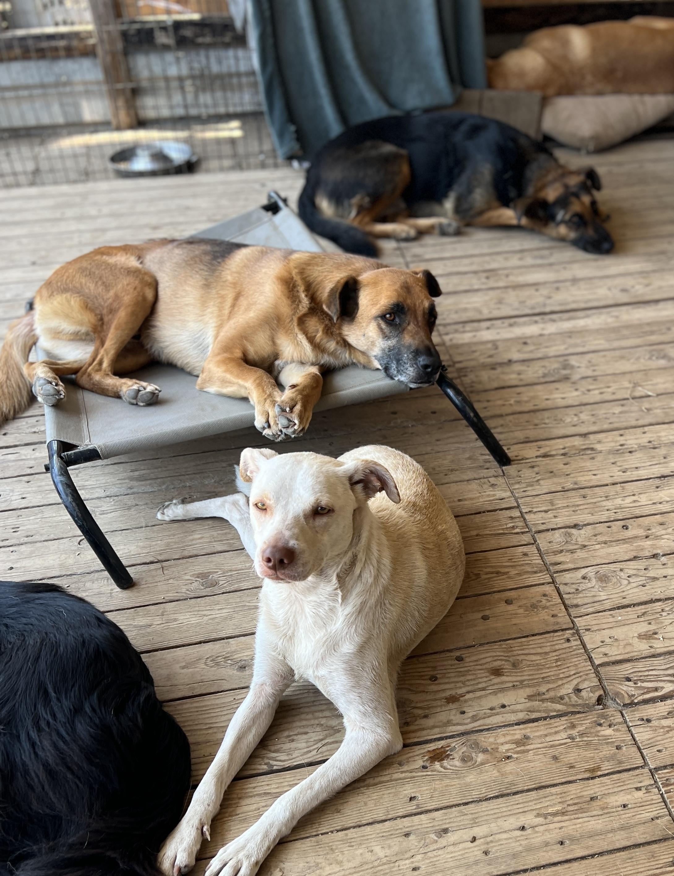 Enlarge Honey, a Adoptable mixed breed in Denver, CO image 3/5