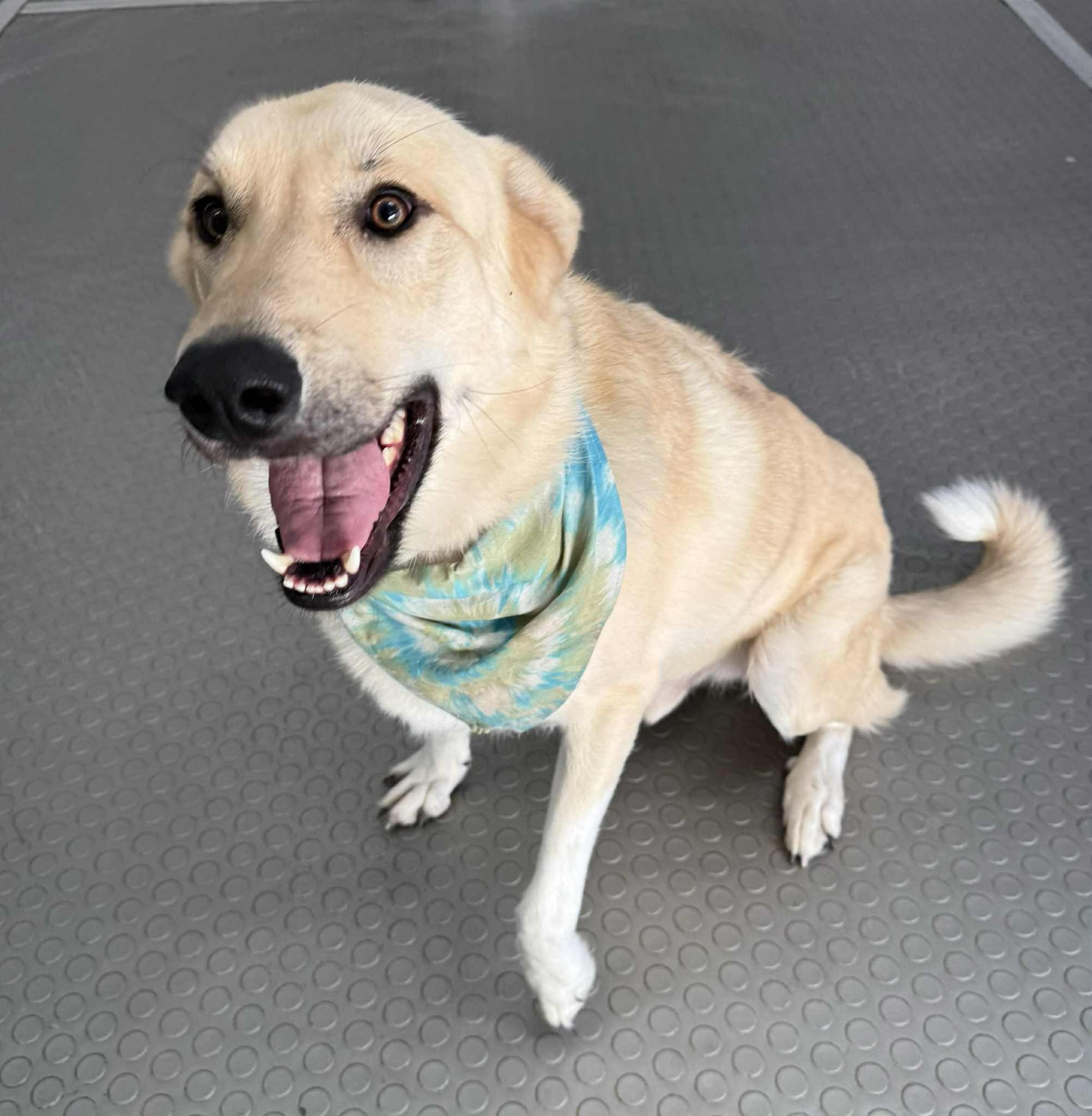 Enlarge Barker, a Adoptable Shepherd in Sun Prairie , WI image 1/3