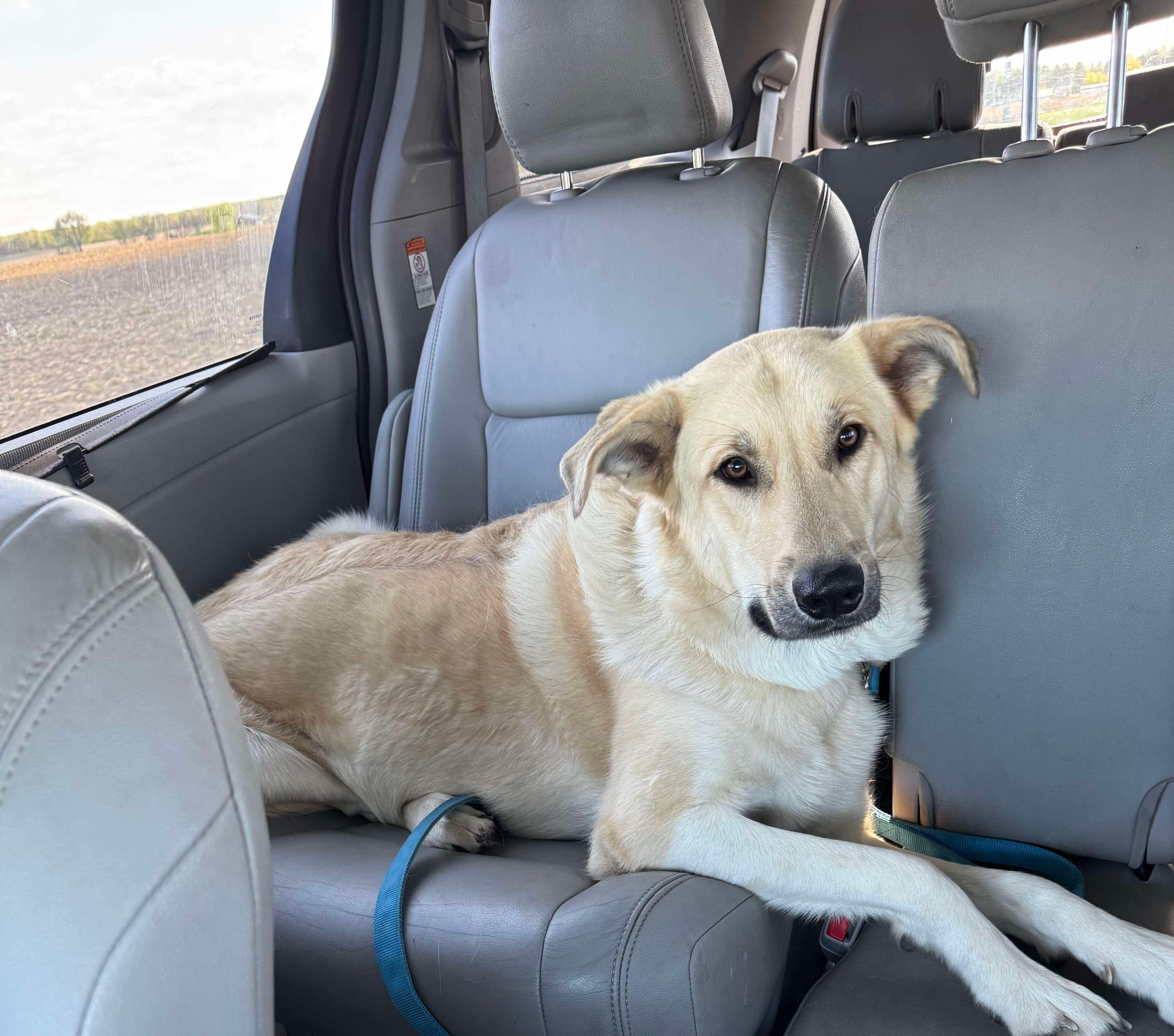 Enlarge Barker, a Adoptable Shepherd in Sun Prairie , WI image 2/3