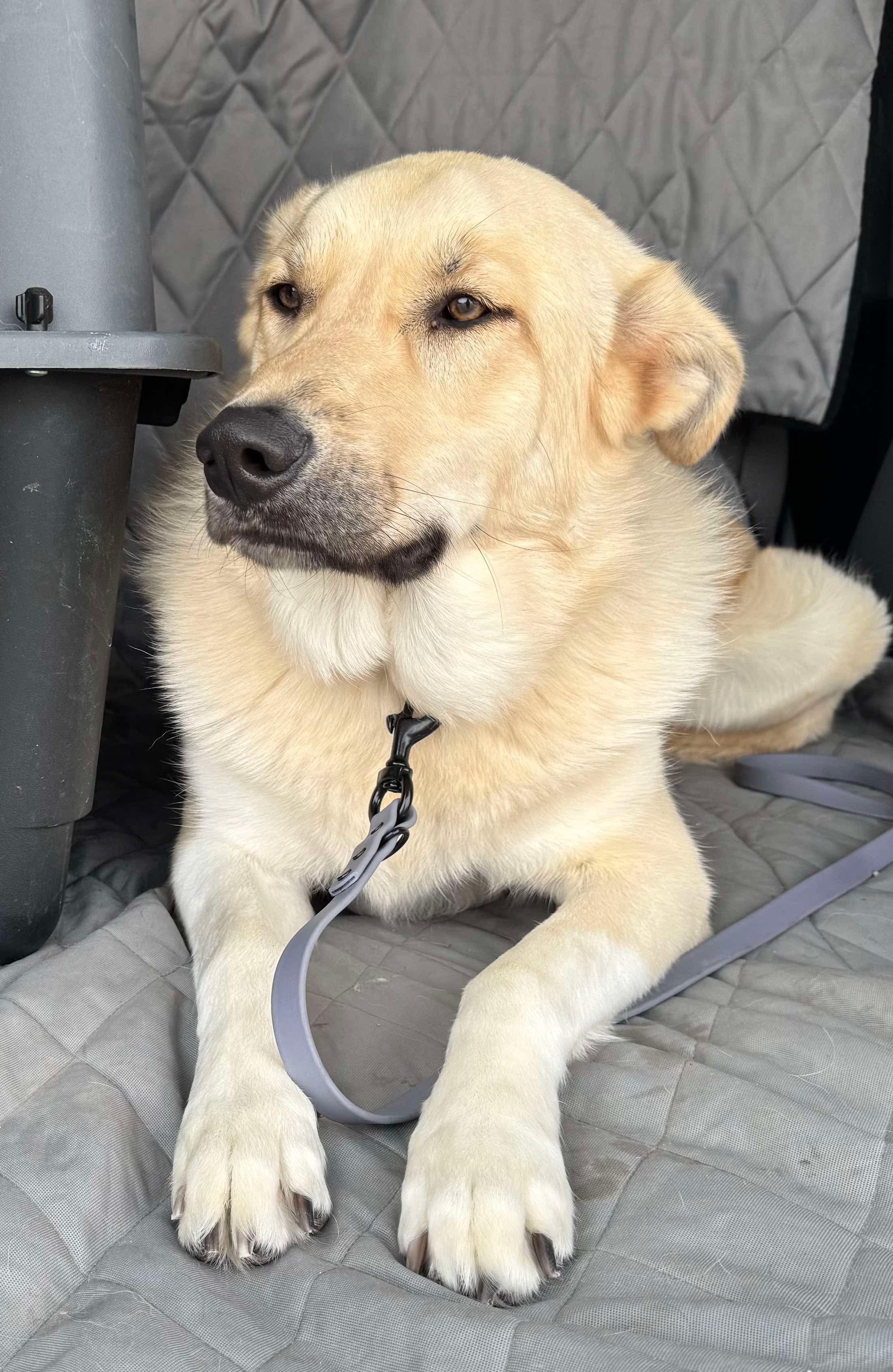 Enlarge Barker, a Adoptable Shepherd in Sun Prairie , WI image 3/3