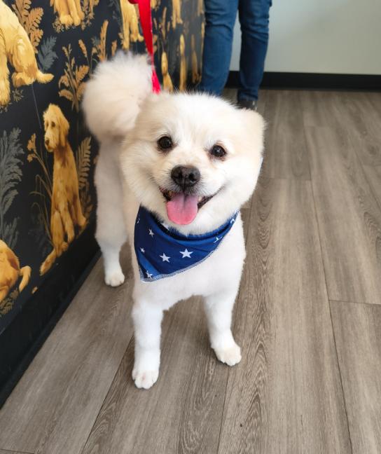 Mr Fluffy foster to adopt, a Adoptable mixed breed in Milford , NH image 3/3