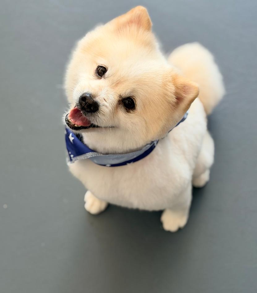 Mr Fluffy foster to adopt, a Adoptable mixed breed in Milford , NH image 1/3