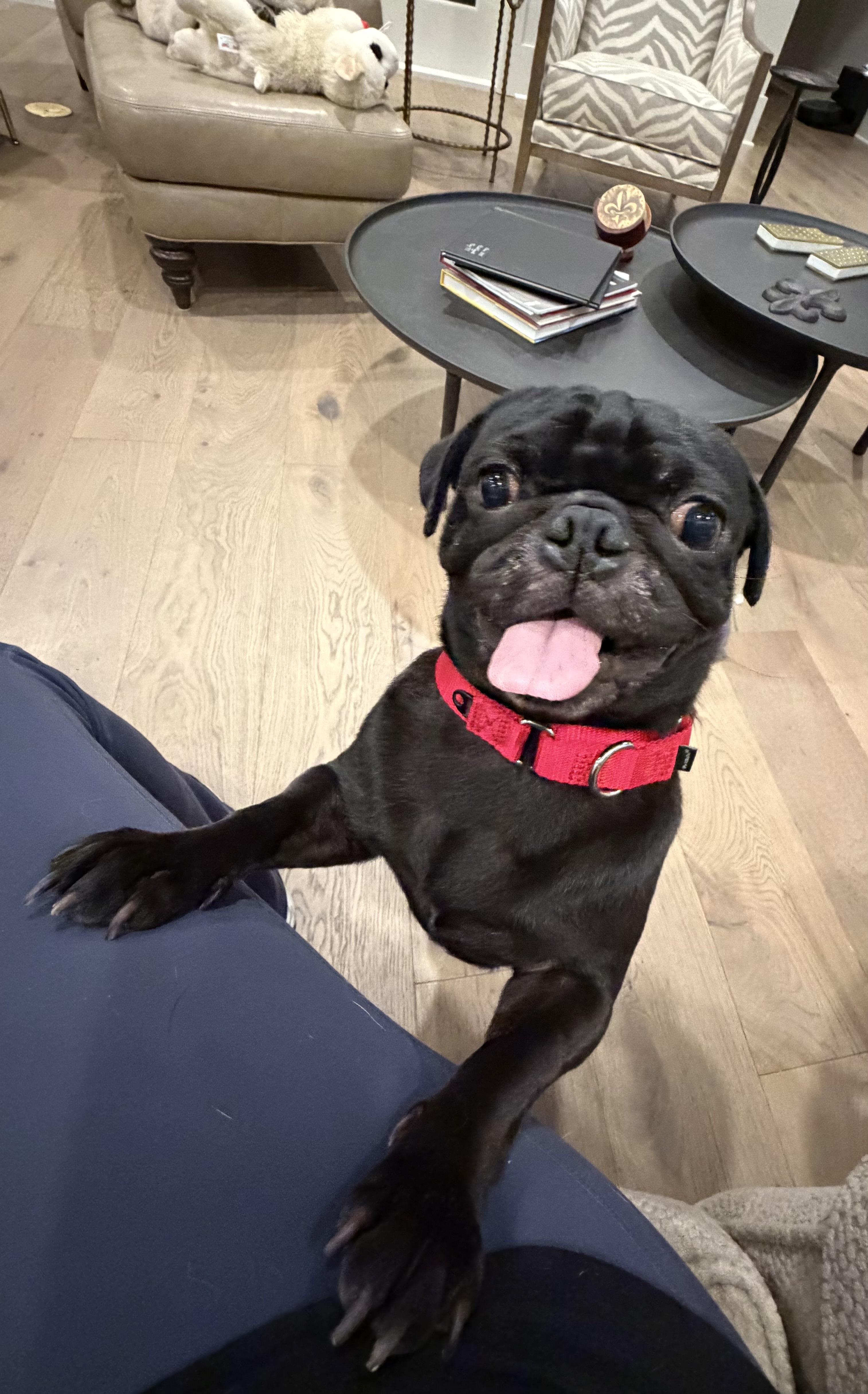 Enlarge Cane , a ADOPTABLE Pug in Baton Rouge, LA image 3/6