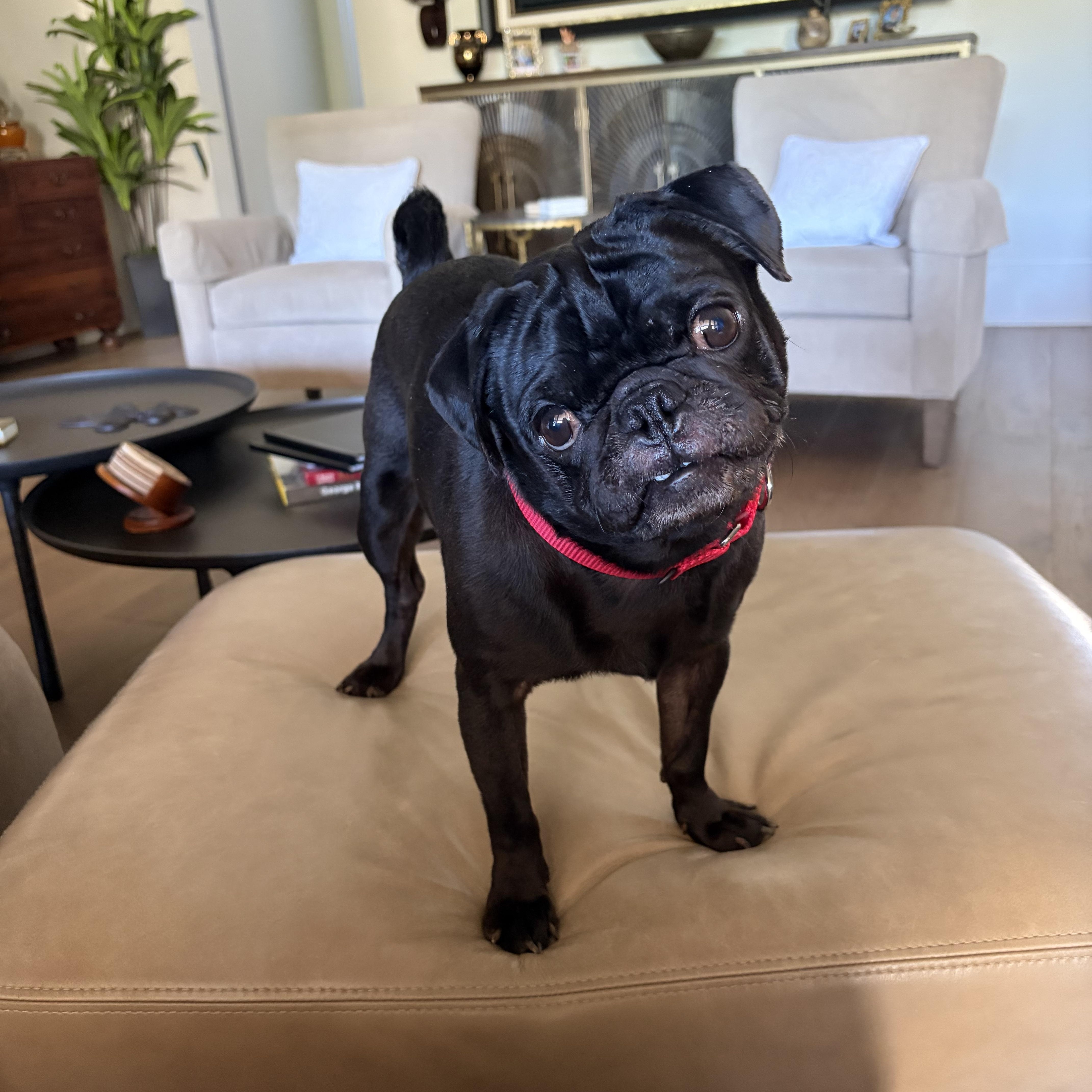 Enlarge Cane , a ADOPTABLE Pug in Baton Rouge, LA image 1/6