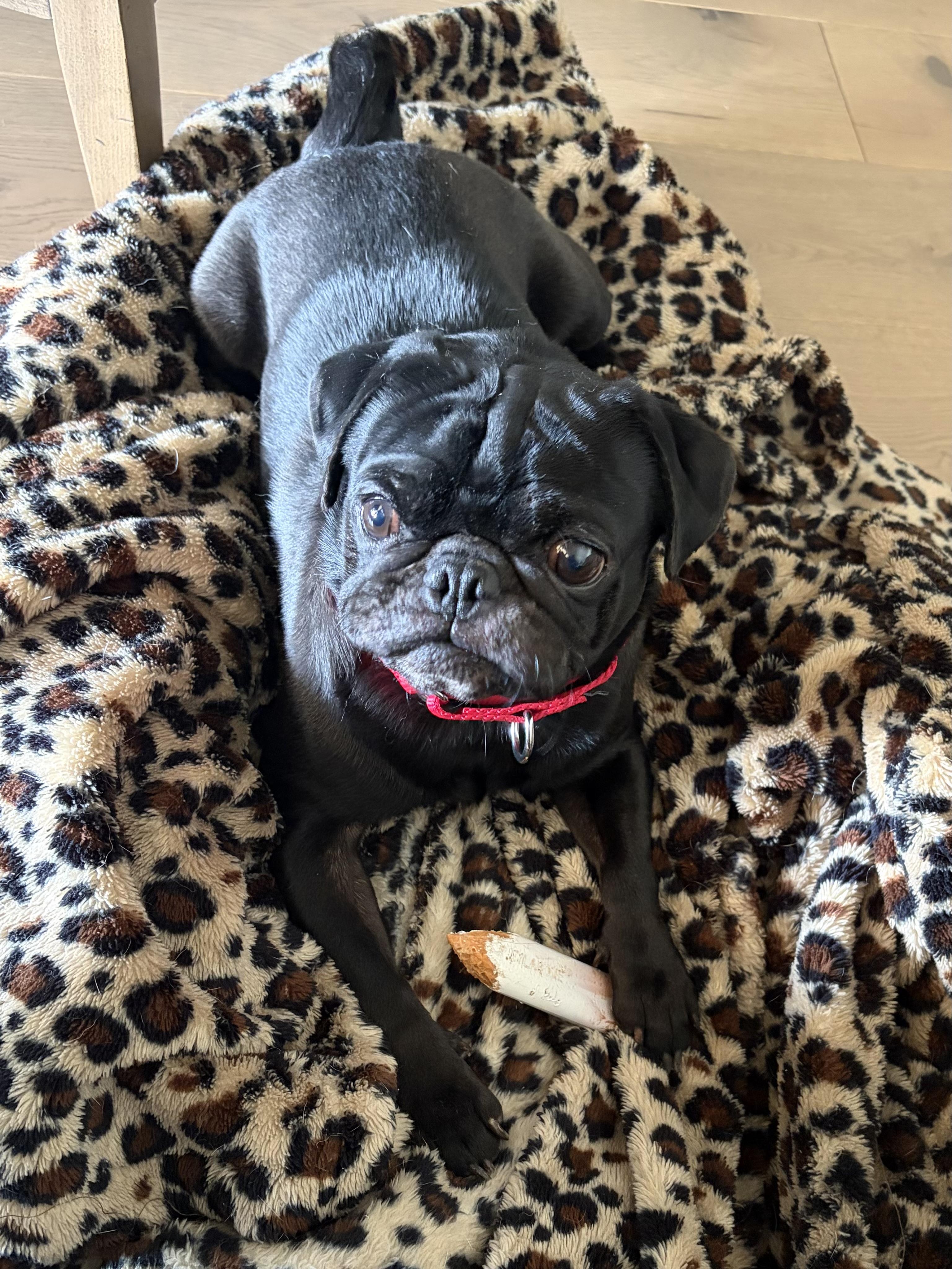 Enlarge Cane , a ADOPTABLE Pug in Baton Rouge, LA image 2/6