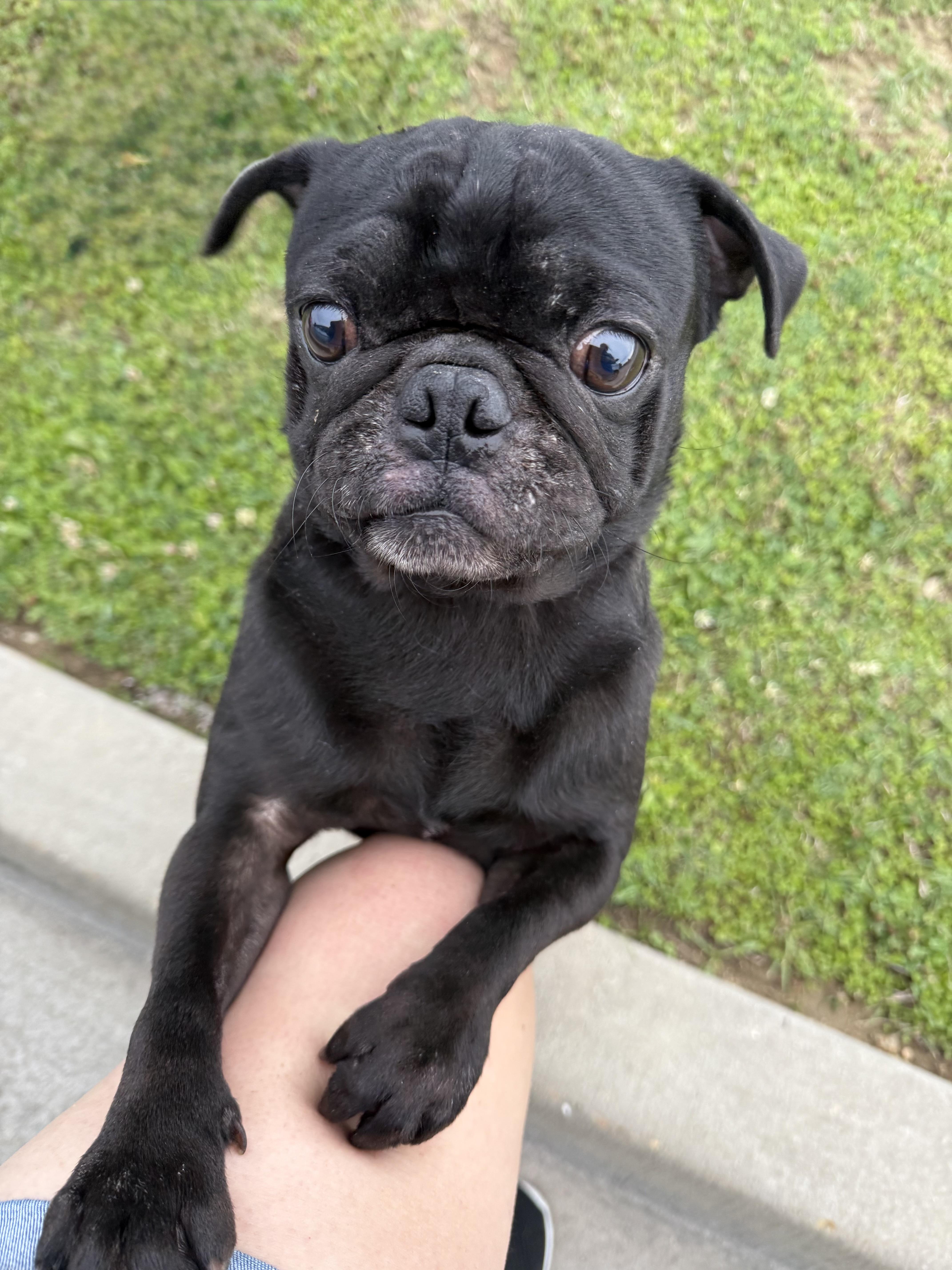 Enlarge Cane , a ADOPTABLE Pug in Baton Rouge, LA image 6/6