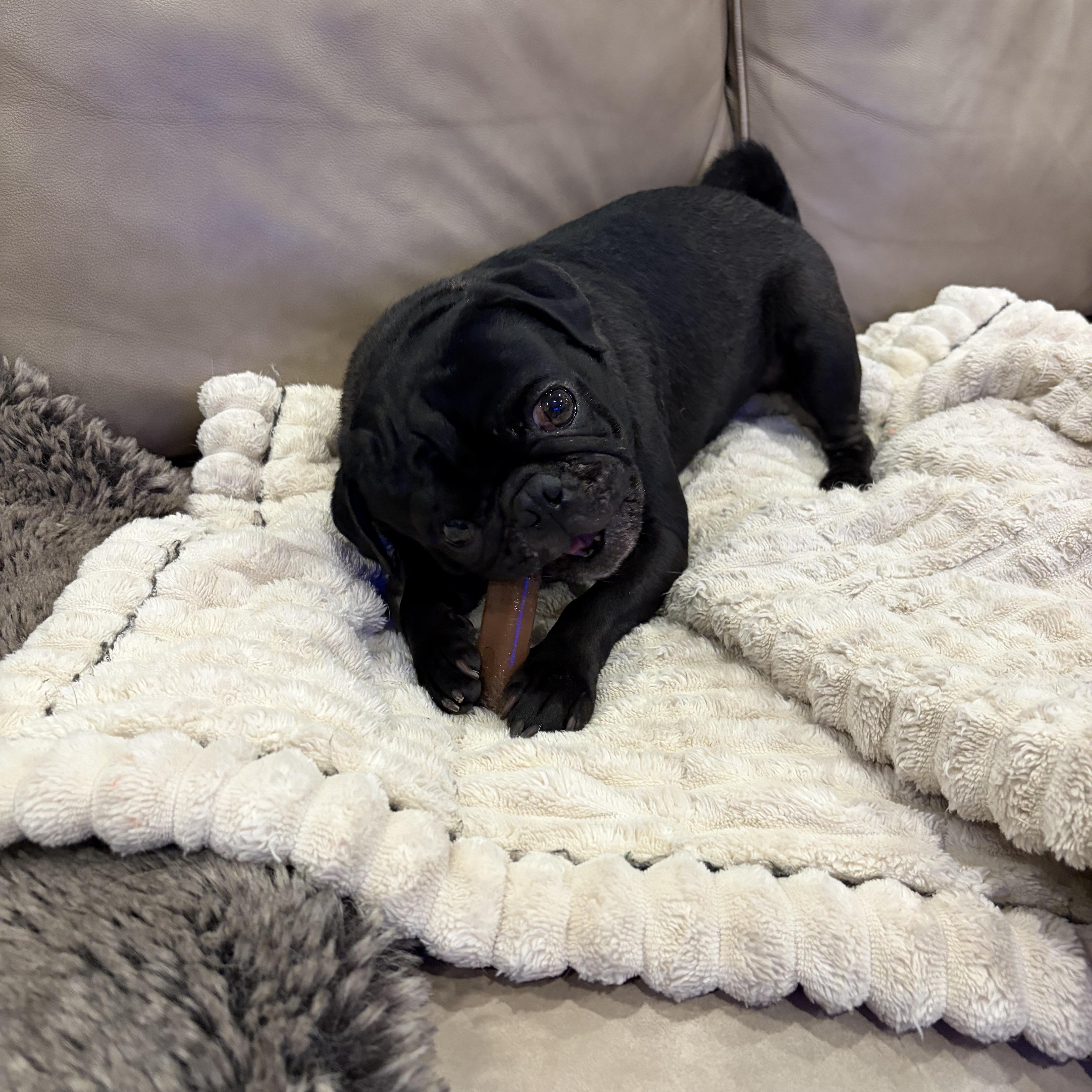 Enlarge Cane , a ADOPTABLE Pug in Baton Rouge, LA image 5/6