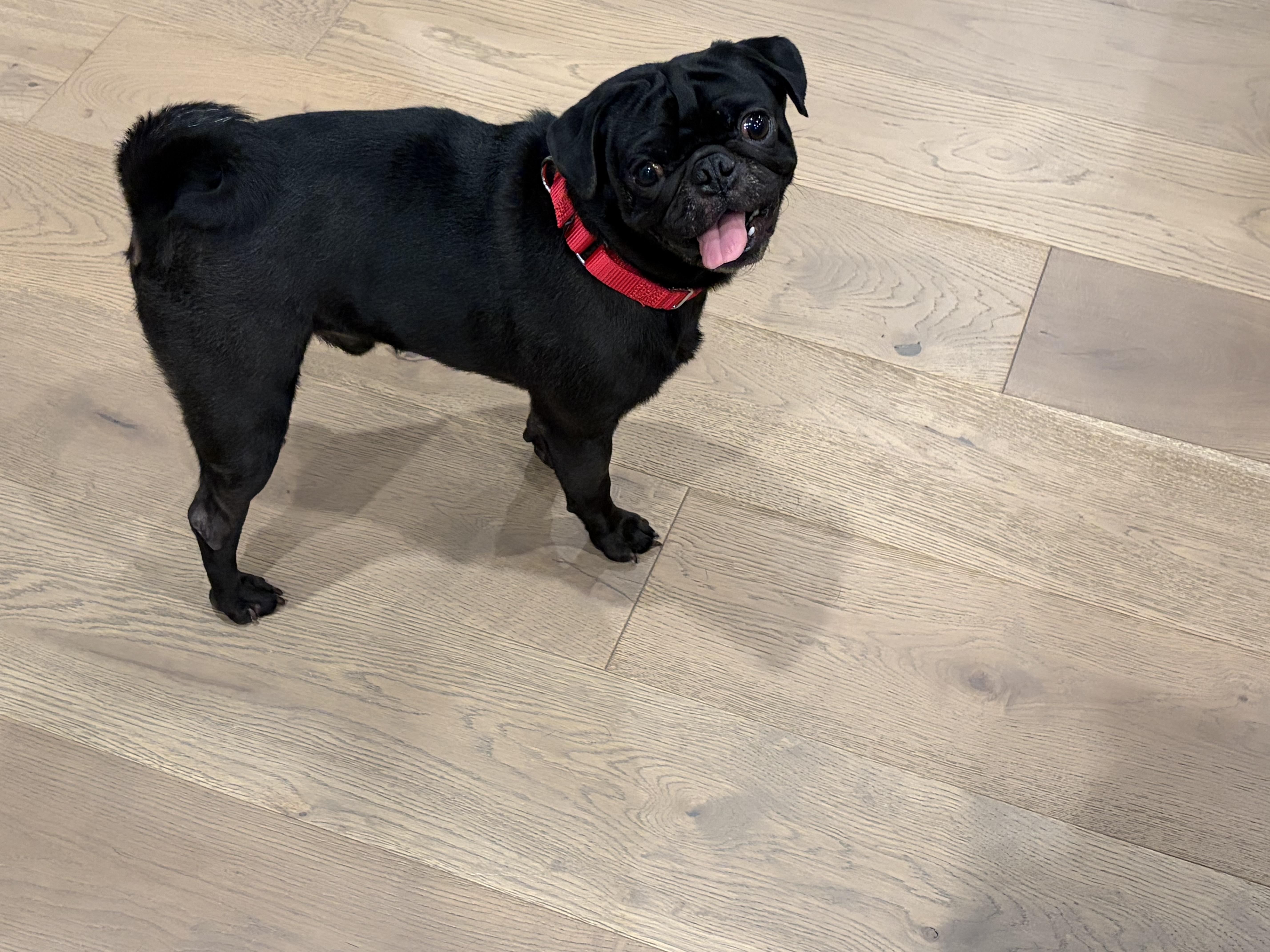 Enlarge Cane , a ADOPTABLE Pug in Baton Rouge, LA image 4/6