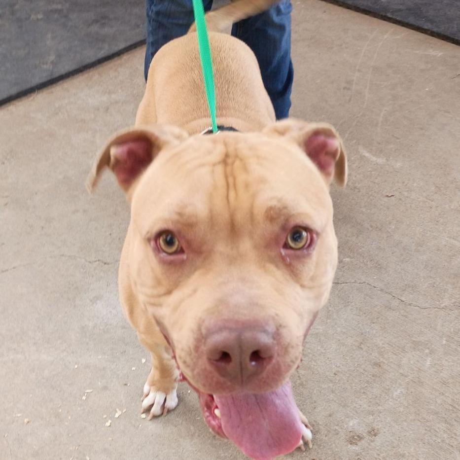 Enlarge Buck, a Adoptable Pit Bull Terrier in Hohenwald, TN image 1/1