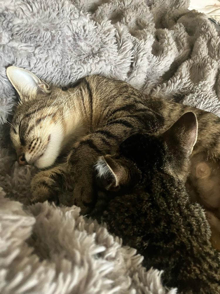 Nixa, Adoptable, Adult Female Domestic Short Hair & Manx.