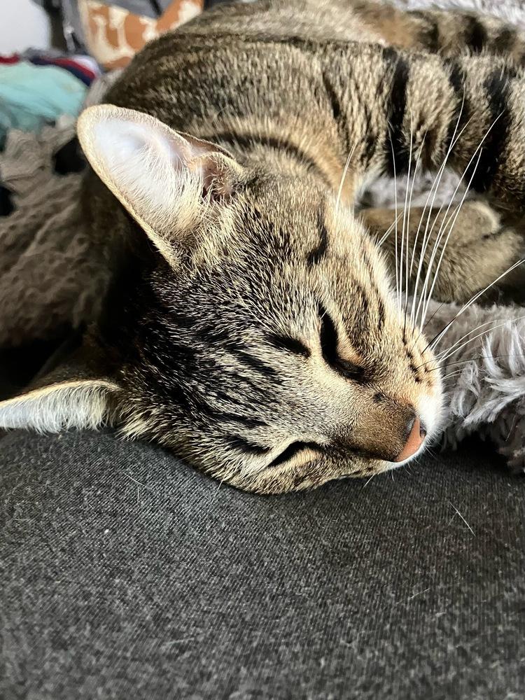 Enlarge Nixa, a Adoptable mixed breed in Orlando, FL image 2/5