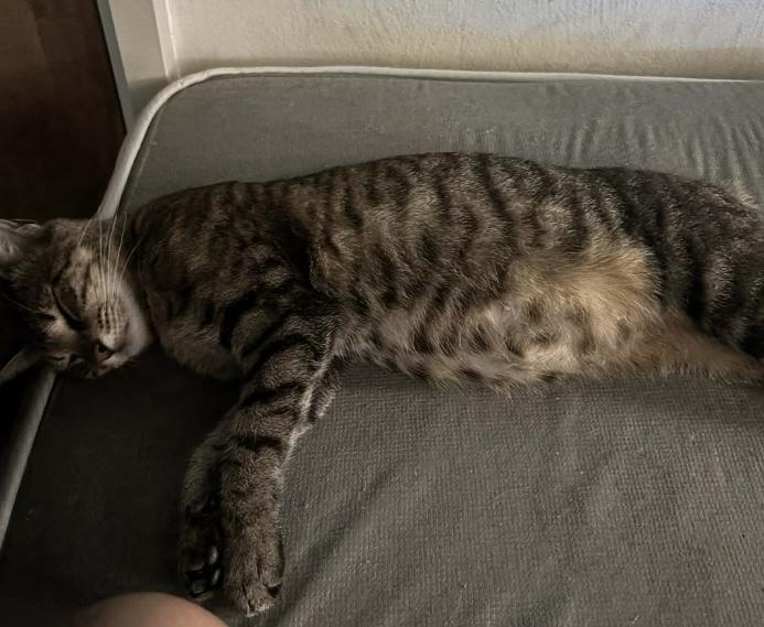 Enlarge Nixa, a Adoptable mixed breed in Orlando, FL image 4/5