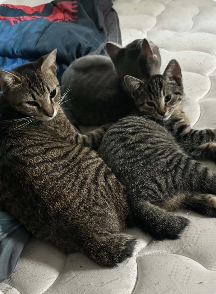 Enlarge Nixa, a Adoptable mixed breed in Orlando, FL image 5/5