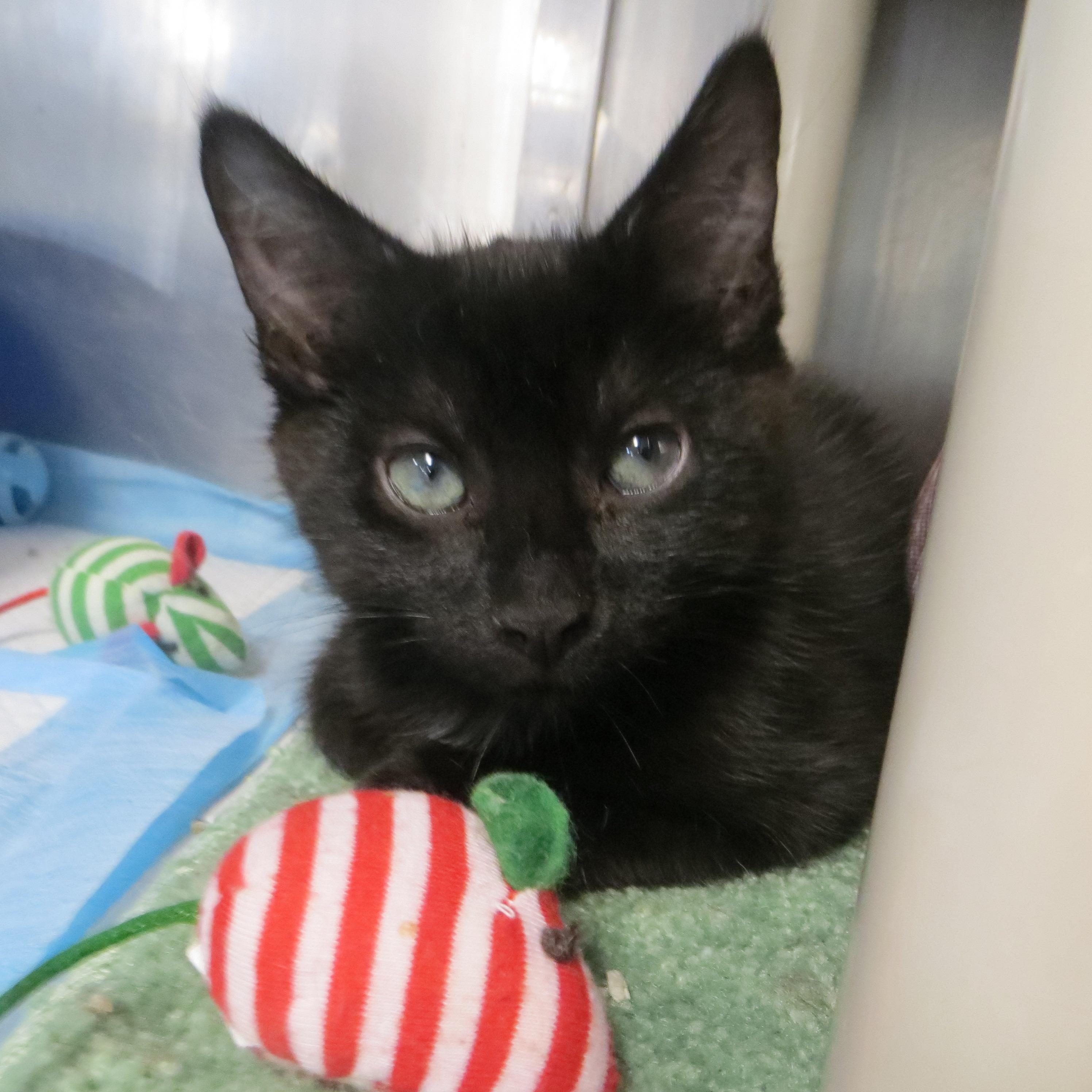 BLENDED FAMILY, a ADOPTABLE Domestic Medium Hair in Taunton, MA image 3/6