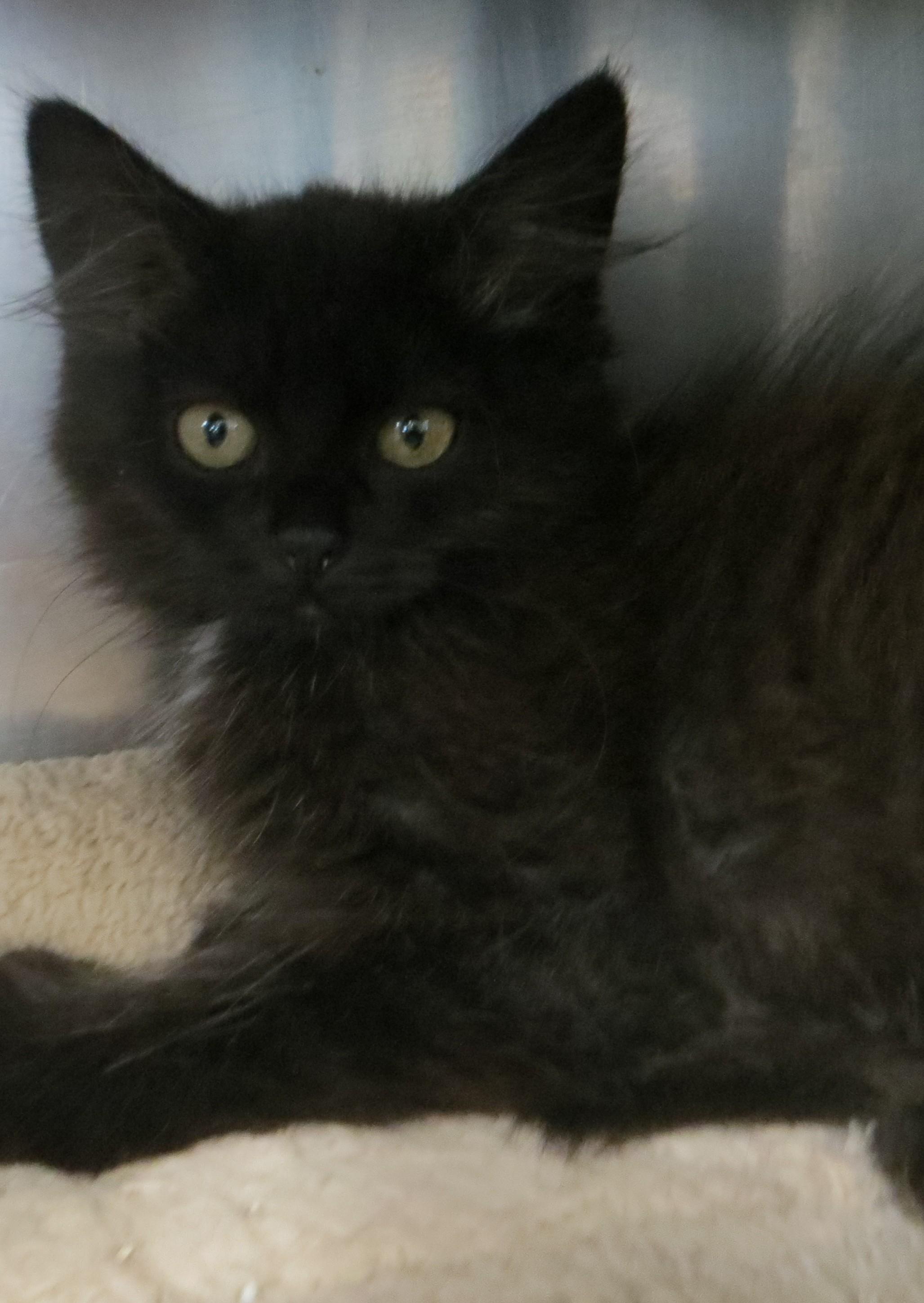 BLENDED FAMILY, a ADOPTABLE Domestic Medium Hair in Taunton, MA image 5/6
